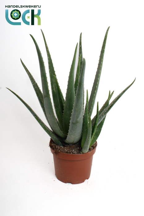 <h4>ALOE VERA</h4>