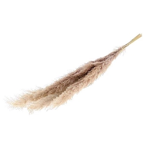 Bunch Gynerium 5 Pcs Slv L120