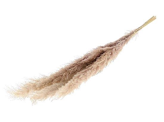 Bunch Gynerium 5 Pcs Slv L120