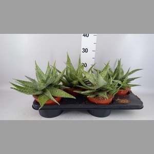 Aloe   ...