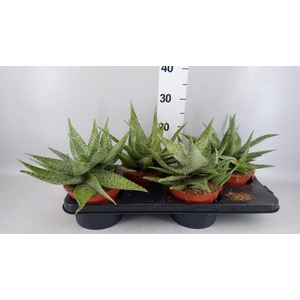 Aloe   ...