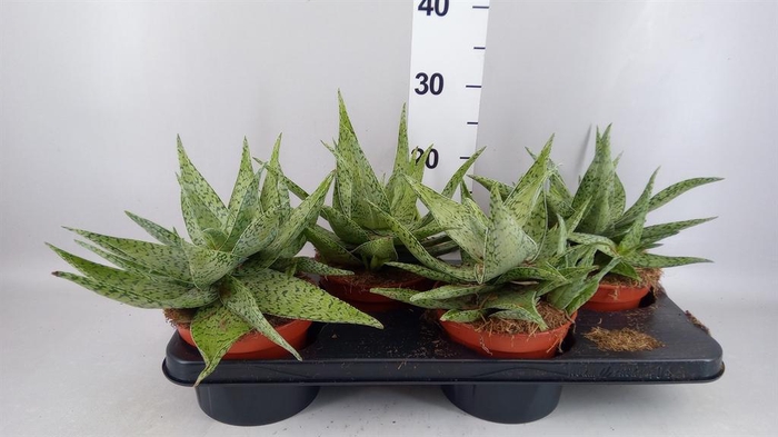 <h4>Aloe   ...</h4>
