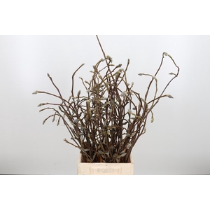 Magnolia Grandiflora