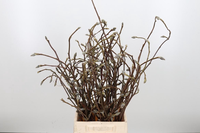 <h4>Magnolia Grandiflora</h4>