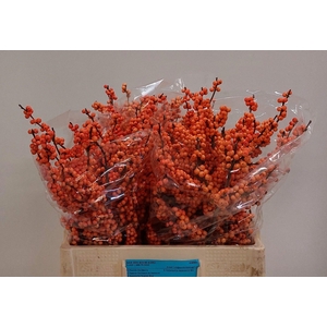 ILEX VE WINTER GOLD