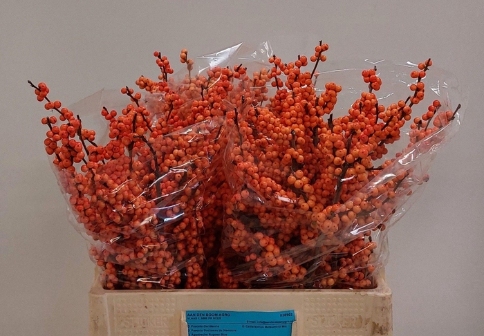 <h4>ILEX VE WINTER GOLD</h4>