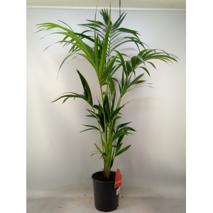 Howea forsteriana