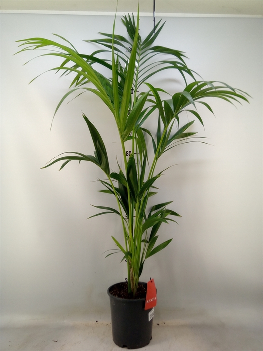 <h4>Howea forsteriana</h4>