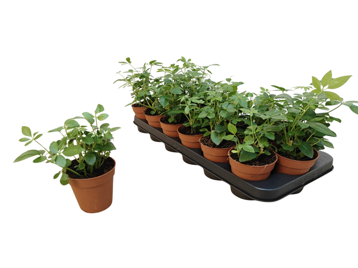 <h4>SCHEF AR OV</h4>