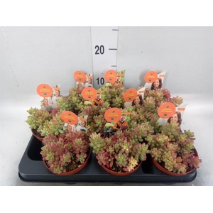 Sedum rubrotinctum 'Aurora'
