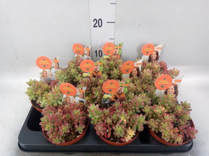 <h4>Sedum rubrotinctum 'Aurora'</h4>