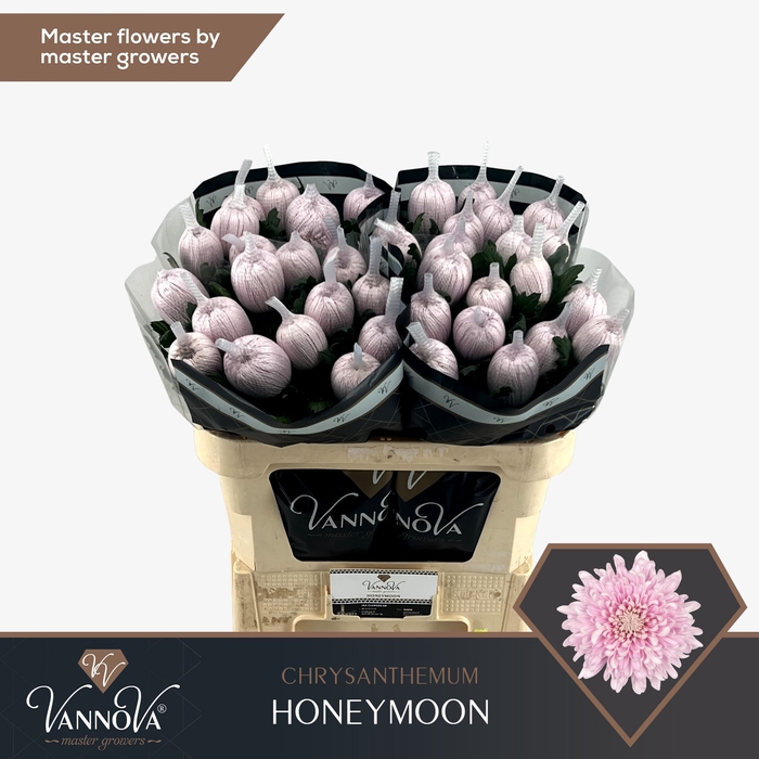 <h4>Chrysanten Honeymoon</h4>