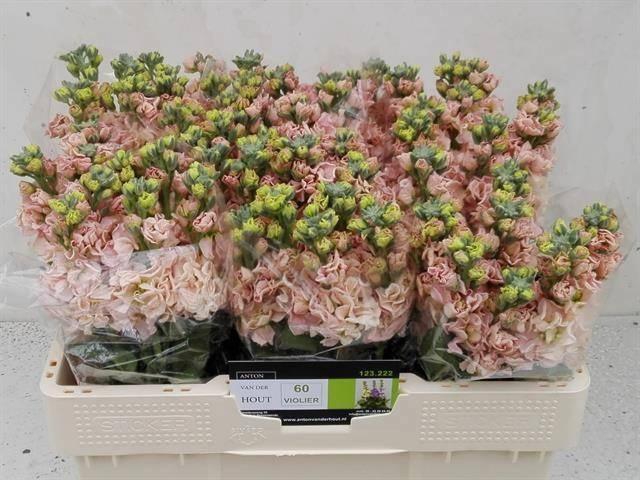 <h4>MATTH IMPALA APRICOT</h4>