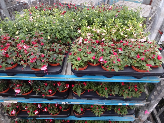 <h4>FUCHSIA MIXK</h4>