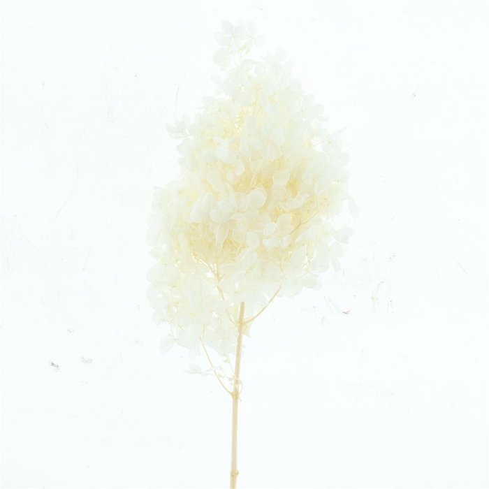 <h4>Pres Bleached Hydrangea Tower Snap</h4>