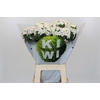 Dianthus Br Kiwi Bunny