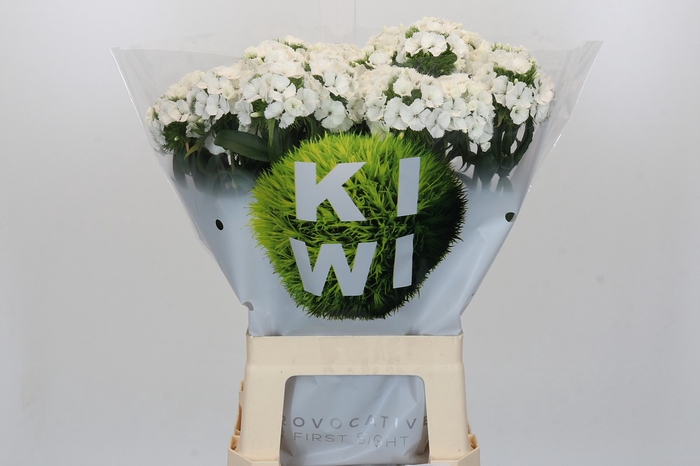 Dianthus Br Kiwi Bunny