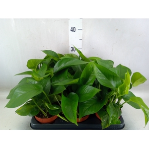 Epipremnum   ...