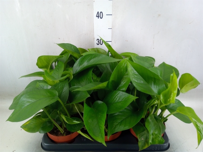 <h4>Epipremnum   ...</h4>