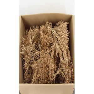 DF Gonio Tataricum Bs Antique Gold 30cm