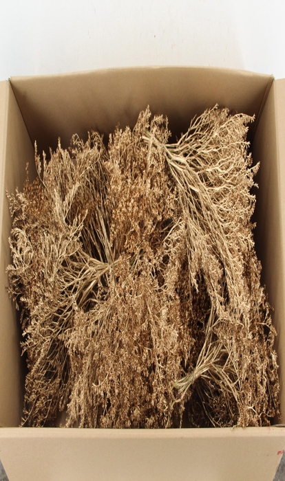 <h4>DF Gonio Tataricum Bs  Antique Gold 30cm</h4>