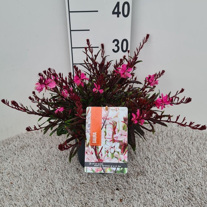 <h4>Gaura Graceful Pink P19</h4>