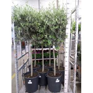Olea europaea