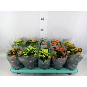 Kalanchoe blos.   ..rosebud mix  5