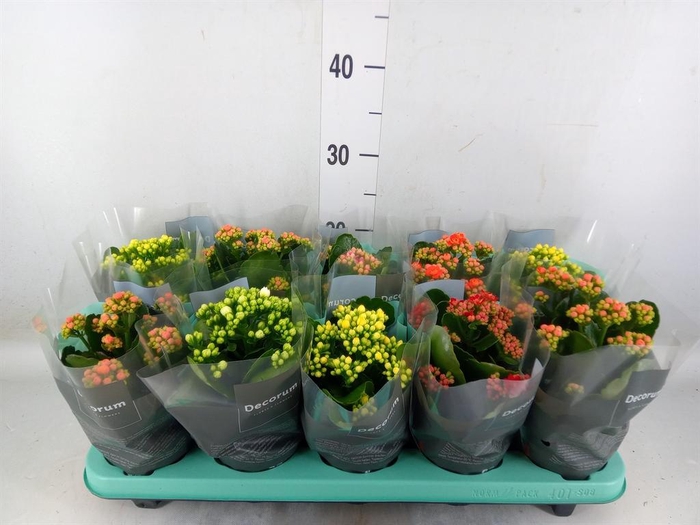 <h4>Kalanchoe blos.   ..rosebud mix  5</h4>