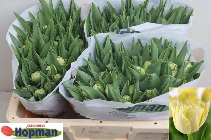 <h4>TU DU PISTE</h4>