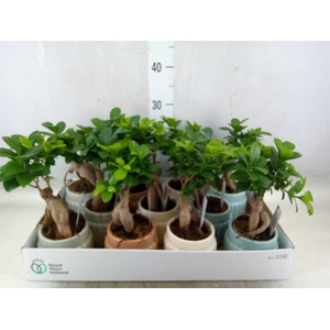 Ficus microcarpa 'Ginseng'