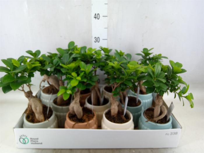 <h4>Ficus microcarpa 'Ginseng'</h4>