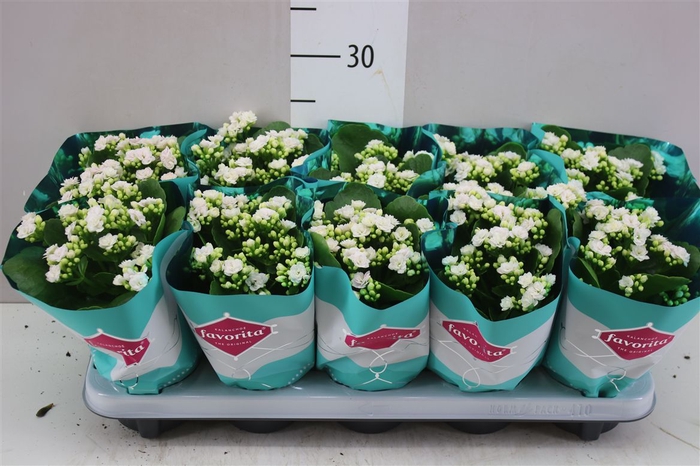 <h4>Kalanchoe Calandiva Wit Rijp</h4>