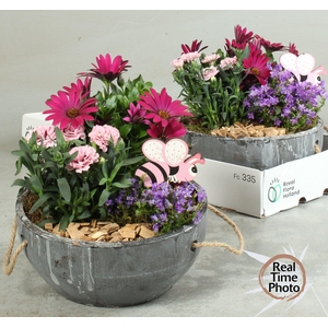 ARR TUINPLANTEN