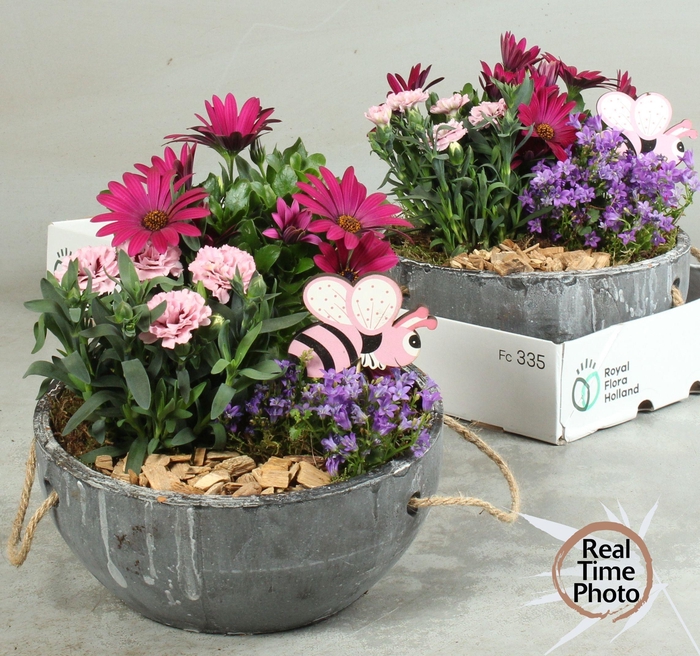 <h4>ARR TUINPLANTEN</h4>