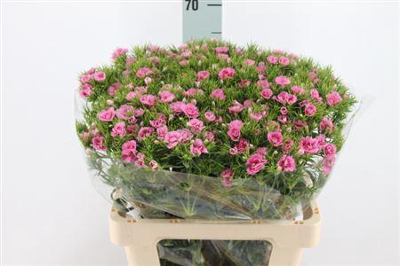 <h4>Di Barb Doblina Double Pink X50</h4>