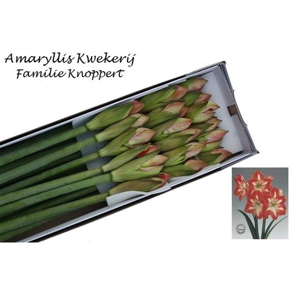 <h4>HIPP GA MINERVA 18</h4>