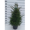 arr8 Taxus Baccata