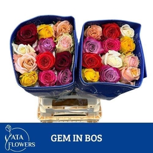 R GR GEM IN BOS