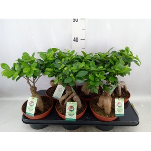 Ficus microcarpa 'Ginseng'