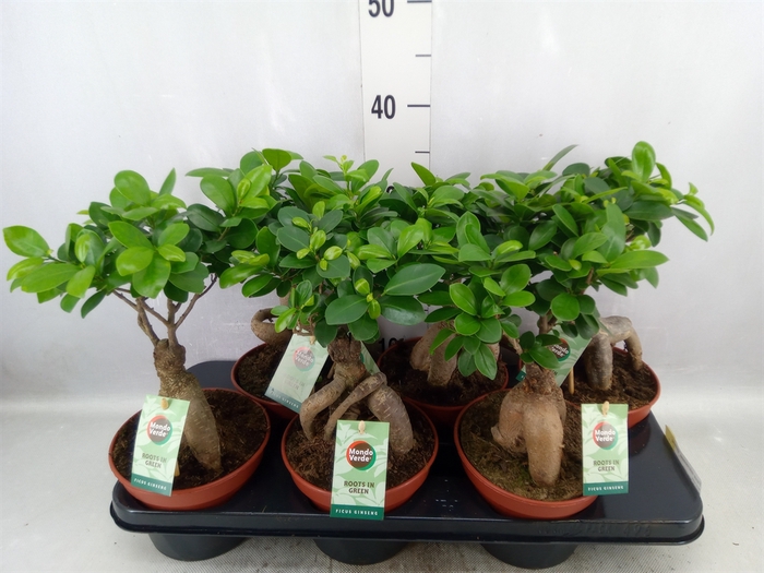 Ficus microcarpa 'Ginseng'