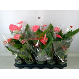 Anthurium andr. 'Sweet Dream'