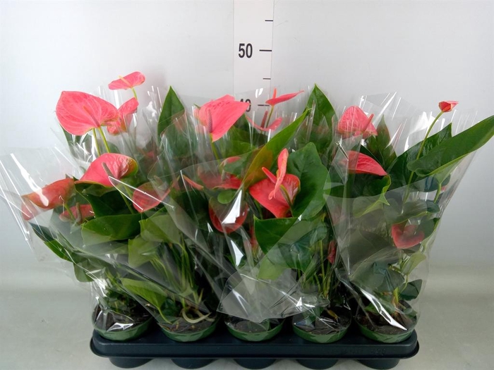 <h4>Anthurium andr. 'Sweet Dream'</h4>