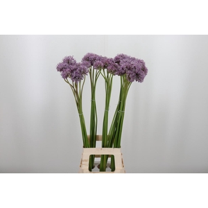 Allium Kleinbloemig