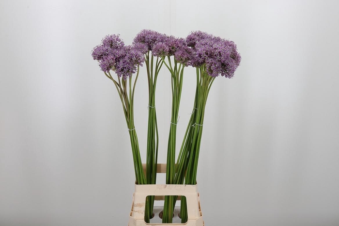 <h4>Allium Kleinbloemig</h4>