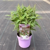 Buddleja Butterfly Candy Little Lil