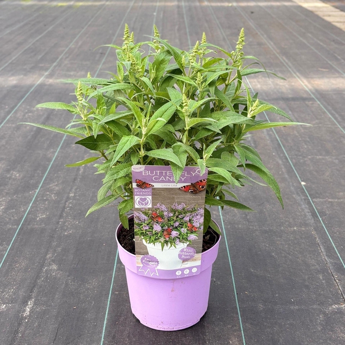 Buddleja Butterfly Candy Little Lil
