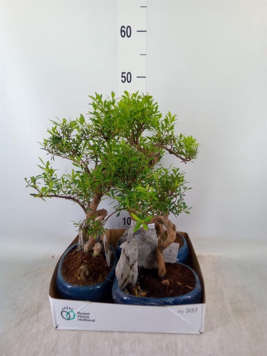 <h4>Bonsai ...mix</h4>