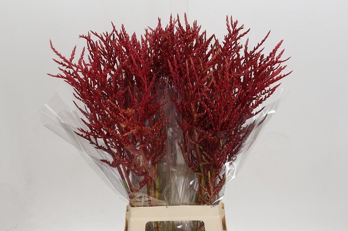 <h4>Bromelia Red Paloma</h4>