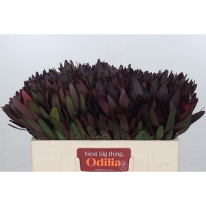 Leucadendron Saf Sunset Dark R.